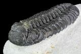 Bargain, Austerops Trilobite - Ofaten, Morocco #110645-3